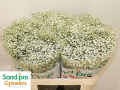Gypsophila Paniculata Zinzi Discovery 70cm 20gr.
