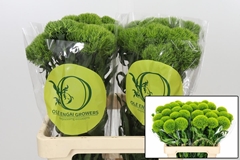 Dianthus Barb Kiwi Mellow 60cm