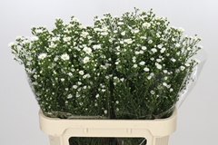 Aster Paquita 80cm 40gr.