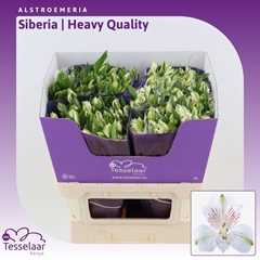 Alstroemeria Siberia 75cm 90gr.