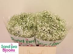 Gypsophila Paniculata Xlence 50cm 5gr.