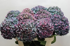 Hydrangea Pimpernel Aubergine Classic 80cm 20-22cm Hd