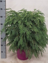Chamaecyparis Globosa 23Ø 65cm