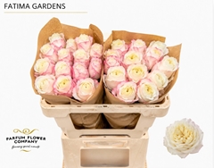 Rosa Fatima Gardens 60cm