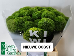 Dianthus Barb Kiwi Mellow 45cm