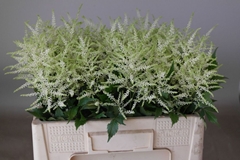 Astilbe Washington 55cm