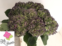 Hydrangea Verena Blue Classic 60cm 19-21cm Hd
