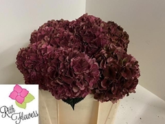 Hydrangea Pink Ruby Classic 50cm 15-17cm Hd