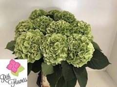 Hydrangea Verena Classic 80cm 22-24cm Hd