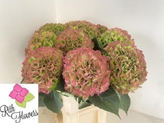 Hydrangea Verena Classic 80cm 22-24cm Hd