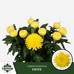 Chrysanth Single Pjotr 70cm 80gr.