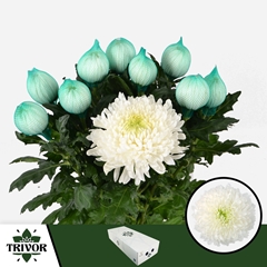 Chrysanth Single Magnum 70cm 75gr.