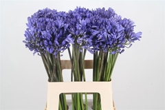 Agapanthus Donau 55cm