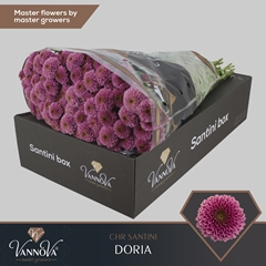 Chrysanth Santini Doria 55cm 48gr.