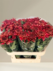 Chrysanth Single Hornbill Salmon 80cm 110gr.