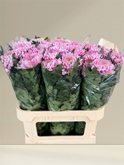 Chrysanth Single Hornbill 80cm 130gr.