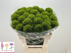 Dianthus Barb Green Charm 55cm