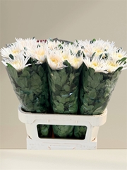 Chrysanth Single Anastasia Star White 80cm 130gr.