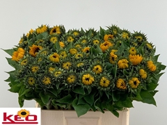 Helianthus Sunrich Provence 60cm