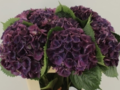 Hydrangea Royal King 80cm 16-18cm Hd