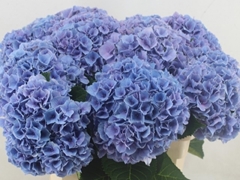 Hydrangea Cassanova 80cm 20-22cm Hd