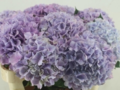 Hydrangea Royal Benefit 60cm 16-18cm Hd