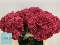 Hydrangea Rubyred 60cm 15-17cm Hd