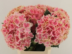 Hydrangea Linn 60cm 14-16cm Hd
