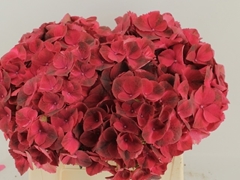 Hydrangea Rubyred 50cm 12-14cm Hd