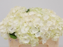 Hydrangea White Verena 50cm 14-16cm Hd