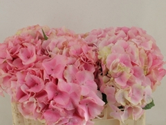 Hydrangea Royal Sunset Rose 50cm 12-14cm Hd