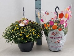Chrysanthemum Skyfall Mix 23Ø 40cm