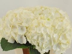 Hydrangea White Verena 80cm 21-23cm Hd