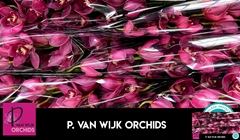 Cymbidium Red Dream 80cm