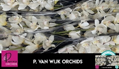Cymbidium Early White 80cm