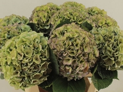 Hydrangea My Beautiful Heaven Classic 80cm 20-22cm Hd