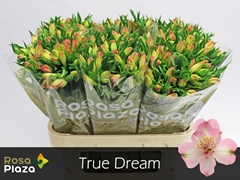 Alstroemeria True Dream 75cm 65gr.