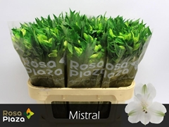 Alstroemeria Mistral 75cm 50gr.