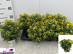 Chrysanth Gardenmumsaic Yellow 12Ø 27cm