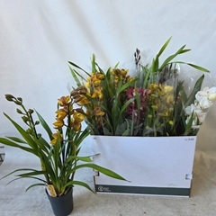Cymbidium Mixed 14Ø 70cm 3st