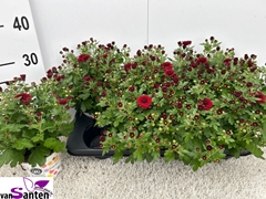 Chrysanth Gardenmumsaic Red 12Ø 27cm