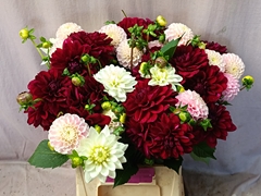 Dahlia Mix Per Bunch 50cm