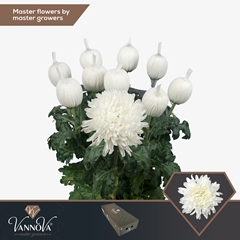 Chrysanth Single Antonov 75cm 100gr.