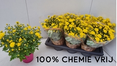 Chrysanth Soul Sister Yellow 14Ø 30cm
