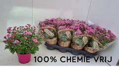 Chrysanth Soul Sister Pink 14Ø 28cm