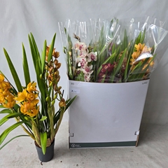 Cymbidium Mixed 14Ø 80cm 6st