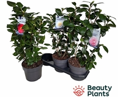 Camellia Japonica 19Ø 55cm