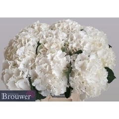 Hydrangea White Verena 60cm 17-19cm Hd