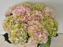 Hydrangea Verena Classic 60cm 18-20cm Hd