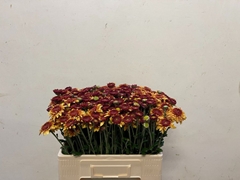 Chrysanth Spray Beppie Bronze 50cm 60gr.